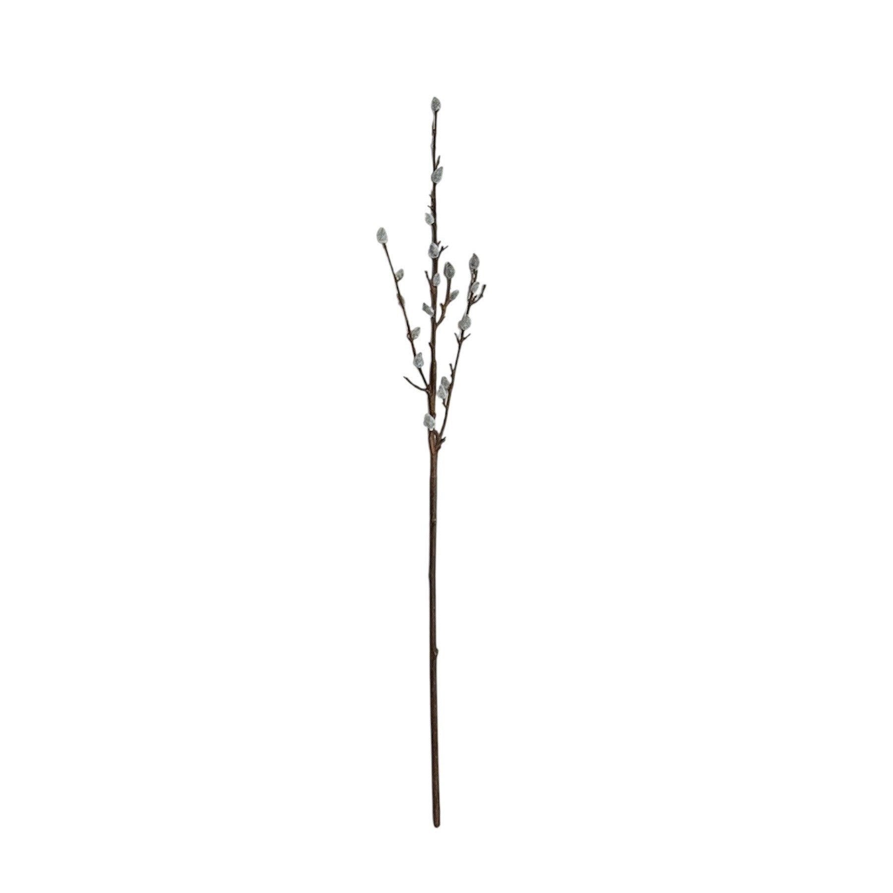 Pussy Willow Stem White Natural Pack of 6