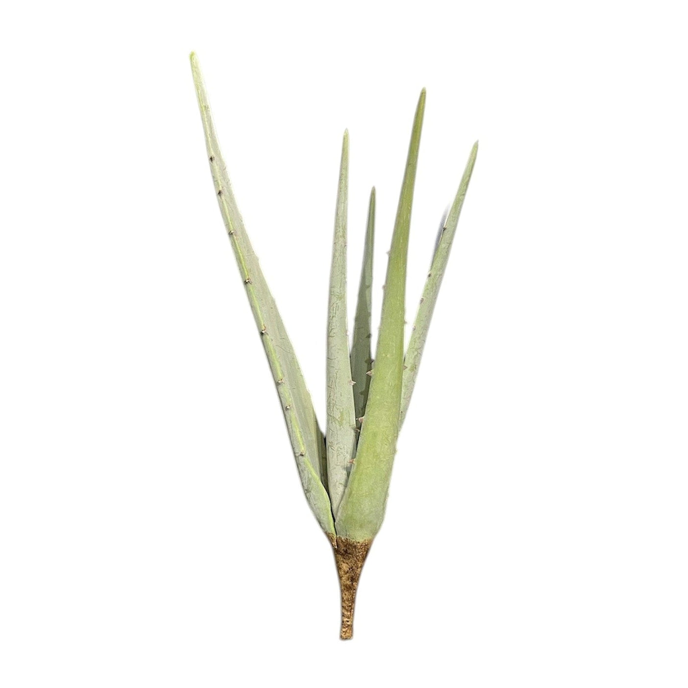 Artificial Aloe Stem 54cm