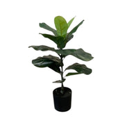 Artificial Fiddle Plant in Pot 55cm