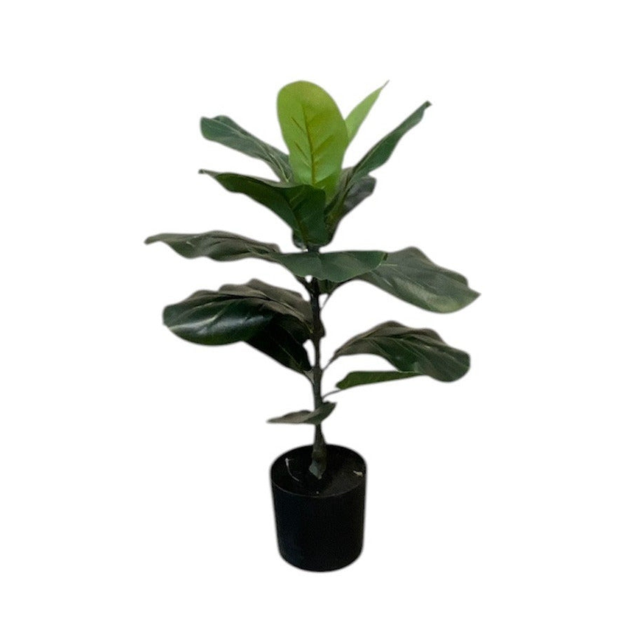 Artificial Fiddle Plant in Pot 55cm