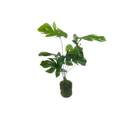 Artificial Monsteria Plant 50cm