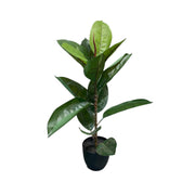 Artificial Rubber Plant 67cm